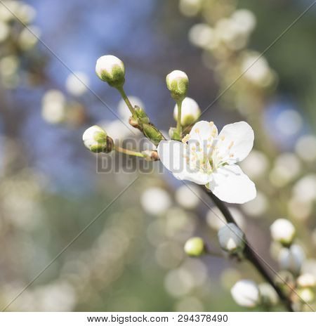 Close Up Beautiful Macro Blooming Pink Apple Blossom Bud Flower Twing With Leaves, Selective Focus, 