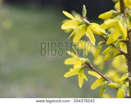Close Up Macro Blossom Weeping Forsythia Or Golden-bell Flower Forsythia Suspensa, Selective Focus, 