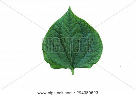 Green Herbs Chaplo Leaf Isolated On White Background.