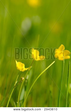 Spring Background. Shallow Dof