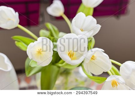 Bouquet Of White Tulips In A Vase On A Gray Background. Flowers As A Gift For Your Favorite Person. 