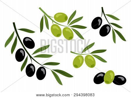 Set Of Black And Green Olives. Vector Illustration