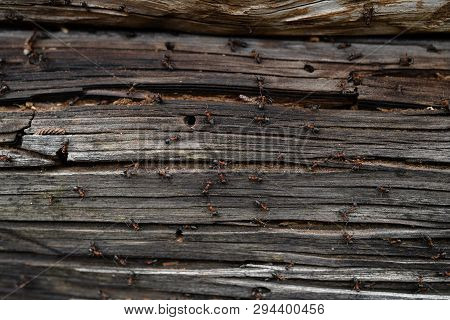 Ants Nest In Wood - Fire Ants Crawling On The Wooden Old House