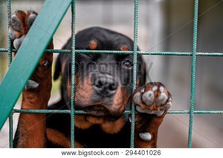Small Puppy Portrait In Prison. Animal Cruelty