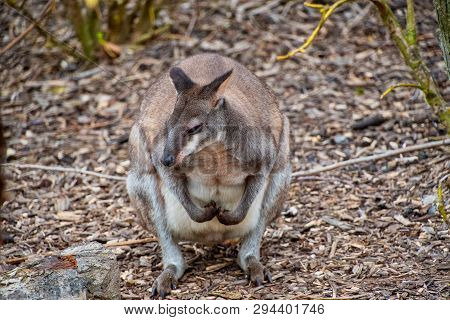 Dusky Pademelon - Endangered Also Known As Dusky Wallaby