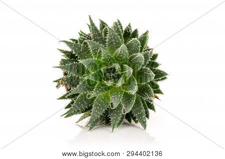Aloe Aristata Closeup In A Pot With Pebbles Isolated On White Background