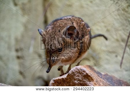 Short Eared Sengi Standing On A Small Rock