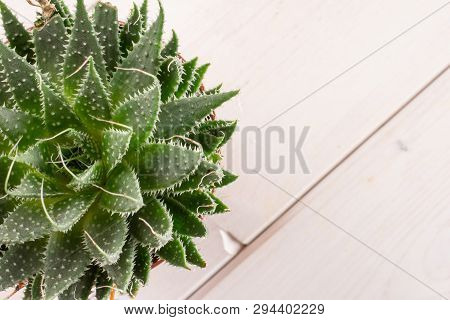 Aloe Aristata Rosette In A Pot Flatlay On White Wood