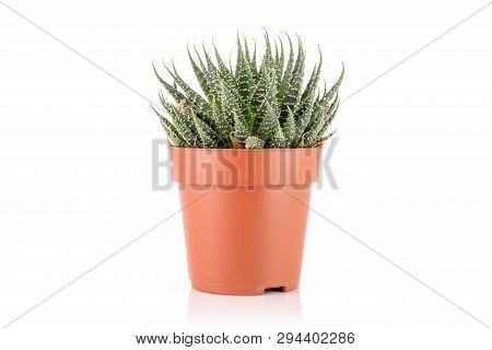 Aloe Aristata Plant In A Pot With Pebbles Isolated On White Background