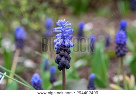 Muscari Latifolium Purple Hyacinth Flowers In A Field