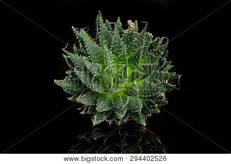 Aloe Aristata Rosette In A Pot With Pebbles Isolated On Black Glass