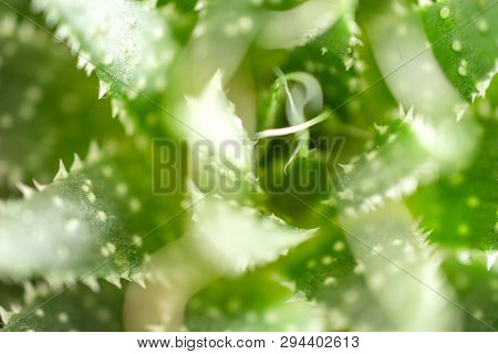 Macro Closeup Of The Aloe Aristata Rosette