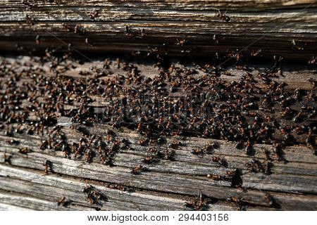 Ants Nest In Wood - Fire Ants Crawling On The Wooden Old House