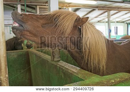 Icelandic Horse Showing His Teeth In The Stable Near Bifrost, Iceland