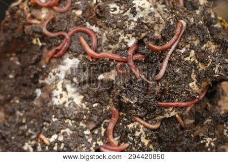 растения от гельминтов. червь трава. вредители газона. червяк в траве. остров гигантских насекомых дождевые черви.