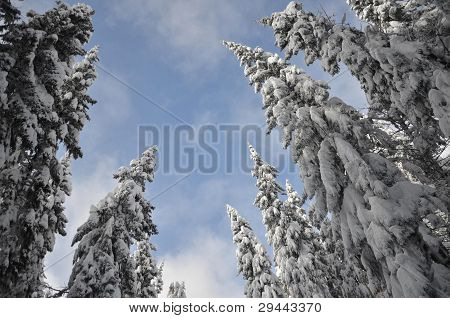 Alberi innevati