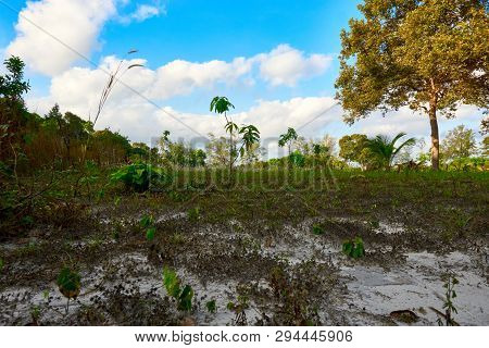 Field At Sunny Summer Day. Koh Rong Sanloem Island, Lazy Beach. Cambodia, Asia