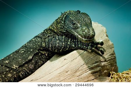 Varanus salvadorii sidder i et træ