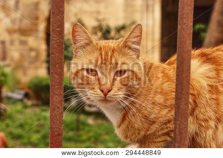 Wild Redheaded Kitten Sitting Behind Brown Iron Fence And Watchs Me. Funny Cat Face Looks Throught I