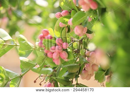 Carunda Or Karonda On The Natural Tree.