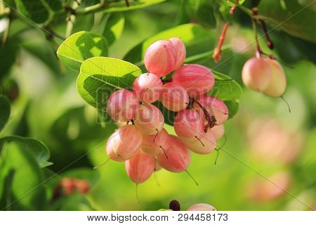 Carunda Or Karonda On The Natural Tree.