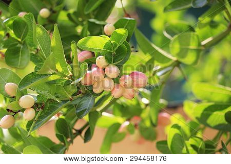 Carunda Or Karonda On The Natural Tree.