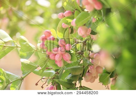 Carunda Or Karonda On The Natural Tree.