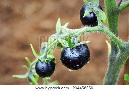 Black Tomatoes On A Branch In The Garden. Indigo Rose Tomato