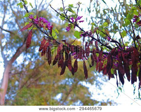 Closeup Of Seedpods On Locust Tree In Andalusian Spring Sunshine