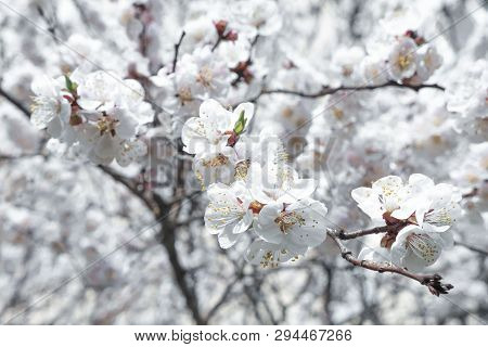 Blossoming Background. Fruit Tree Blossoms. Beginning Of Spring. Apricot Tree Blossoms. Raceme Of Ap