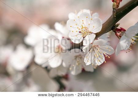 Close Up Beautiful White Apricot Or Apple Blossom In Spring. Little White Flowers On The Branch. Spr
