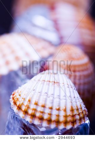贝壳
