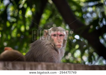 Portrait Of The Rhesus Macaque Monkey Sitting Under The Tree