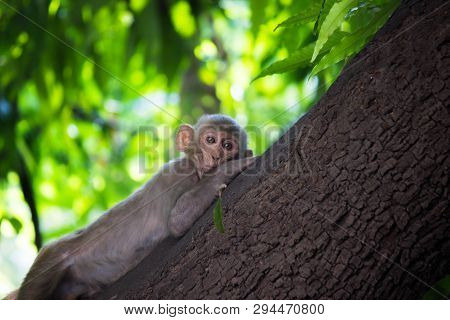 Portrait Of The Rhesus Macaque Monkey Relaxed On The Tree