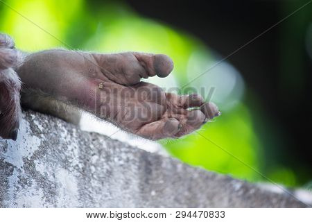 Portrait Of The Rhesus Macaque Monkey Sitting Under The Tree