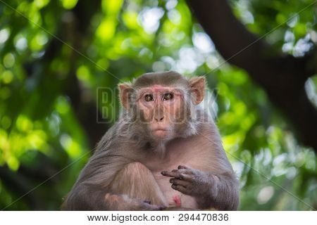 Portrait Of The Rhesus Macaque Monkey Sitting Under The Tree