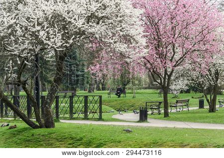 Bialogard, West Pomeranian / Poland - 2019: Residents Of The City Are Resting In A Blossoming Spring