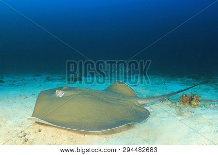 
Jenkin's Stingray (Whipray) ray 