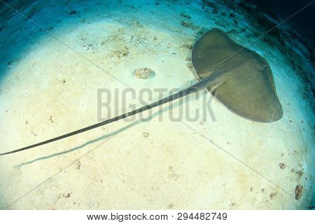 
Jenkin's Stingray (Whipray) ray 