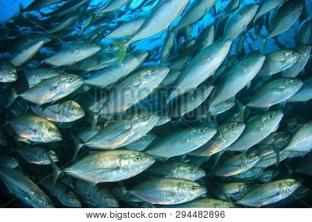 Tuna fish underwater 