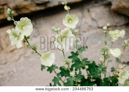 Beautiful Flowers Of Yellow Mallow On The Background Of Rocks