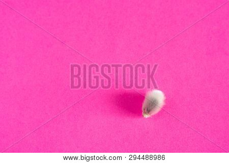 Willow Buds On A Pink Background. Spring Decor. Close Up