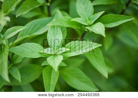 Fresh Basil Leaves Plant Tree On Nature Background / Asian Thai Green Basil Leaf
