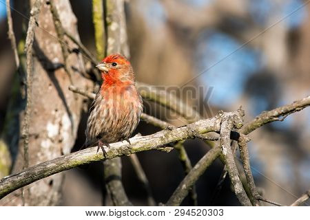 Red House Finch Perches On A Branch Watching Warily