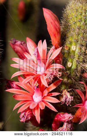 Fuschia Blossoms Bloom On Green Cactus Barrels