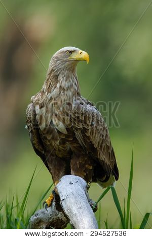 Adult White-tailed Eagle Sitting On Bough Low Above Ground In Floodplain Forest