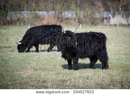 Scottish Highland Cattle In The Mountains - A  Black Scottish Highland Cattle With Large Horns.