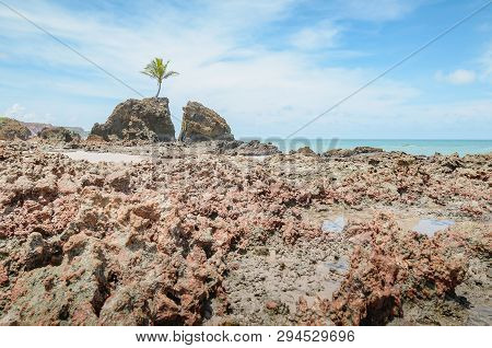 View Of Praia De Tambaba Beach, Costa Do Conde. Famous Beach By The Coconut Tree That Grew On Top Of