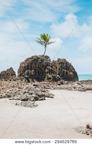 View Of Praia De Tambaba Beach, Costa Do Conde. Famous Beach By The Coconut Tree That Grew On Top Of