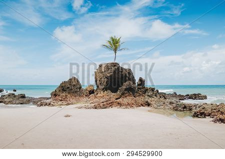 View Of Praia De Tambaba Beach, Costa Do Conde. Famous Beach By The Coconut Tree That Grew On Top Of
